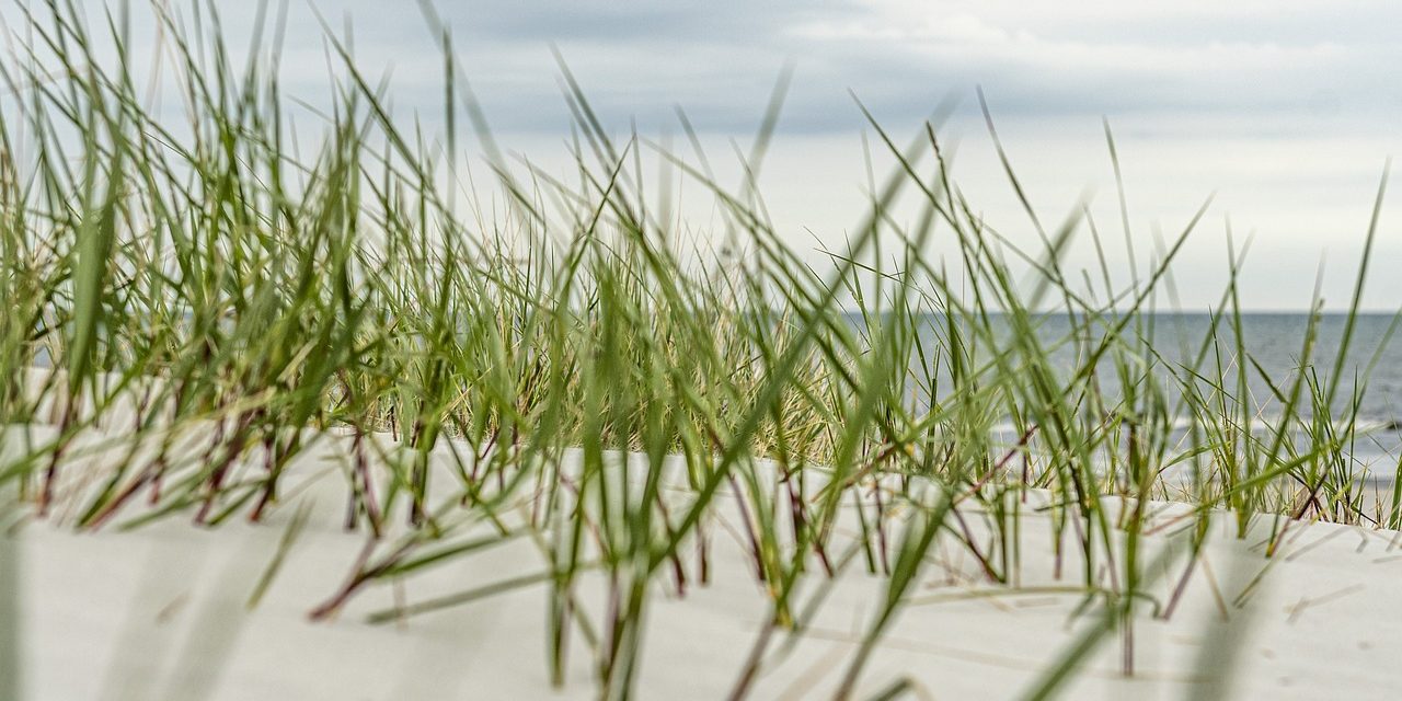beach, grass, sand-4938039.jpg