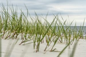 beach, grass, sand-4938039.jpg